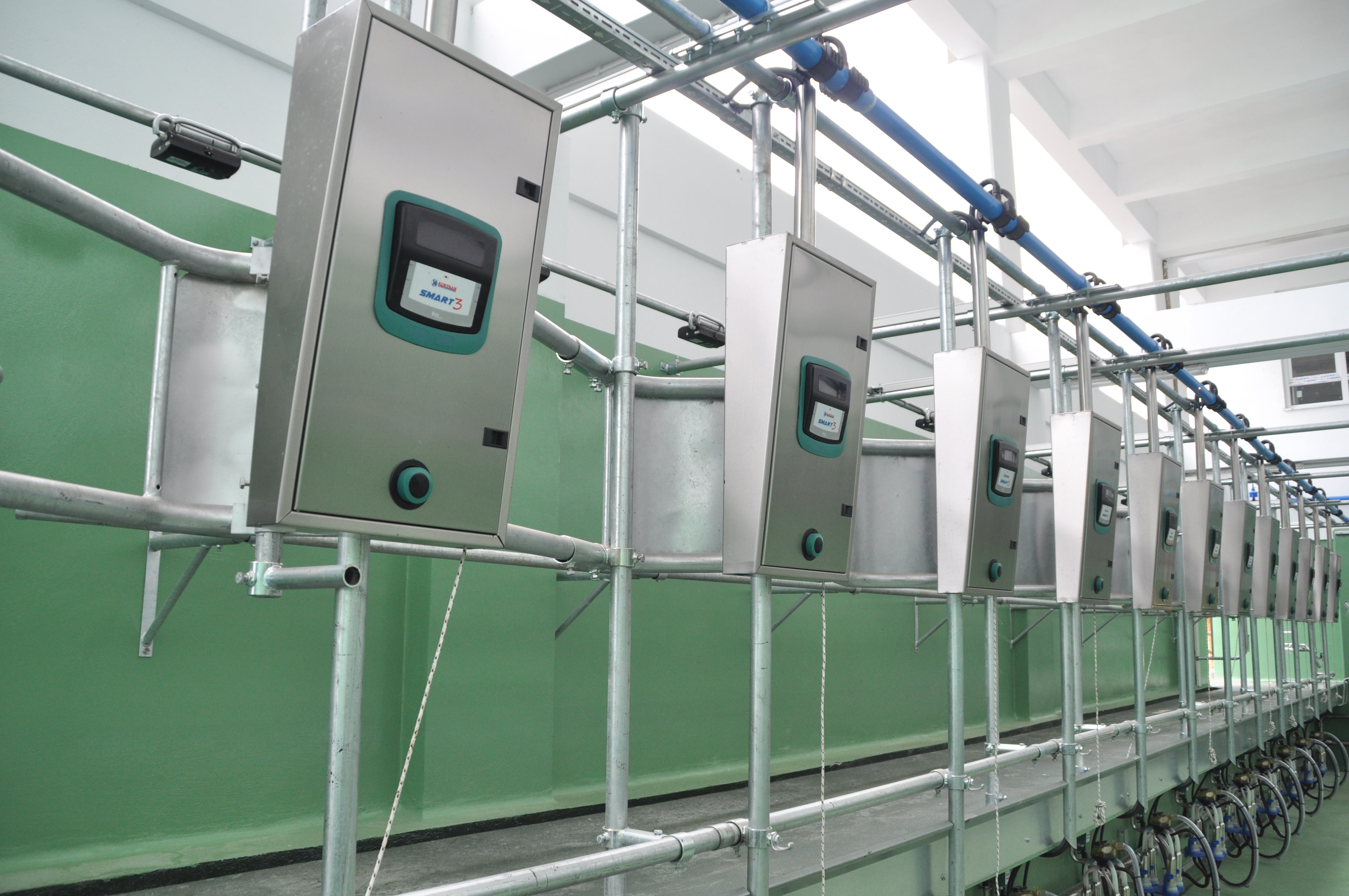 ED200 Otomasyonlu Balıkkılçığı Sağım Sistemi