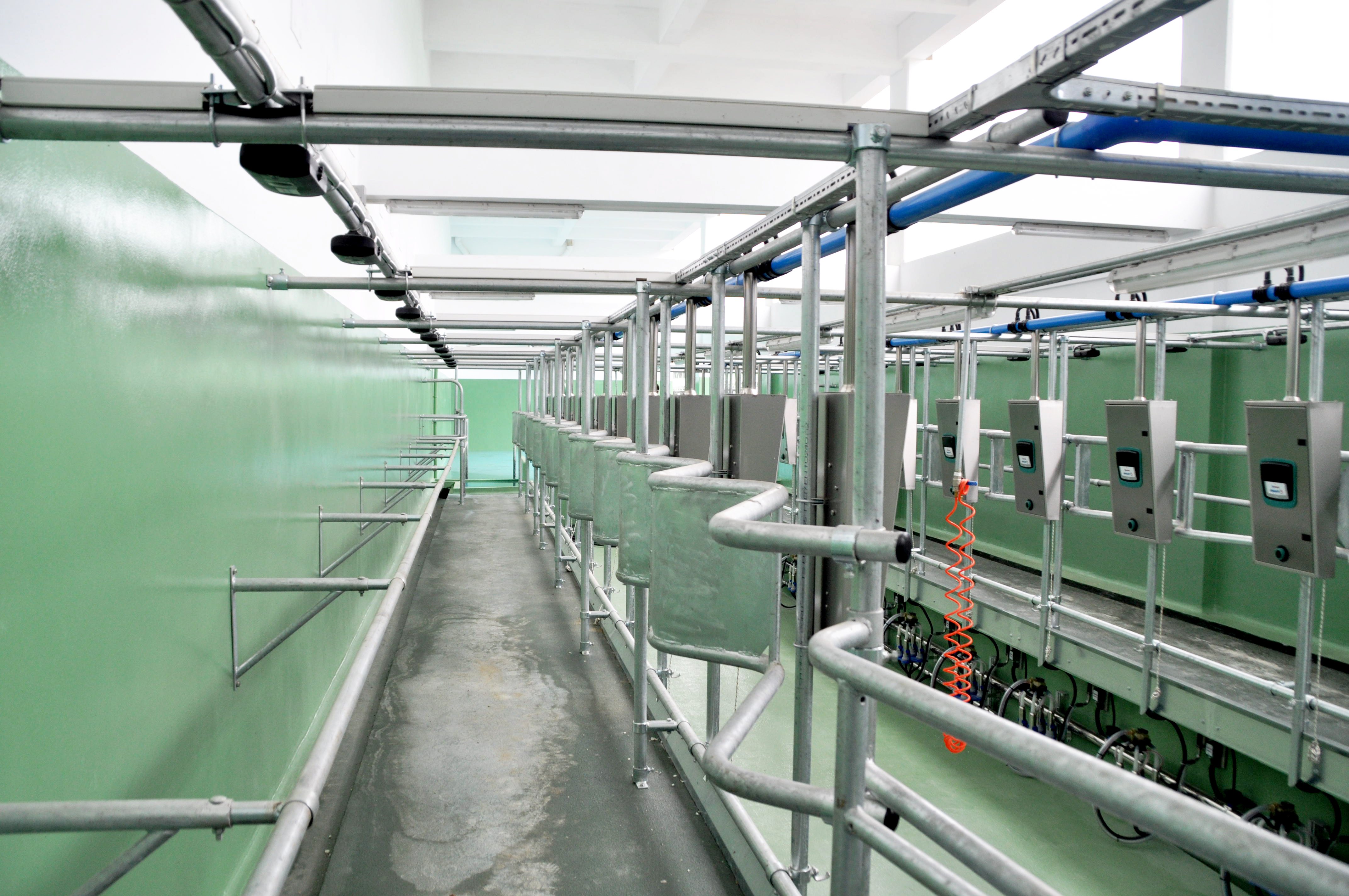 ED200 Otomasyonlu Balıkkılçığı Sağım Sistemi