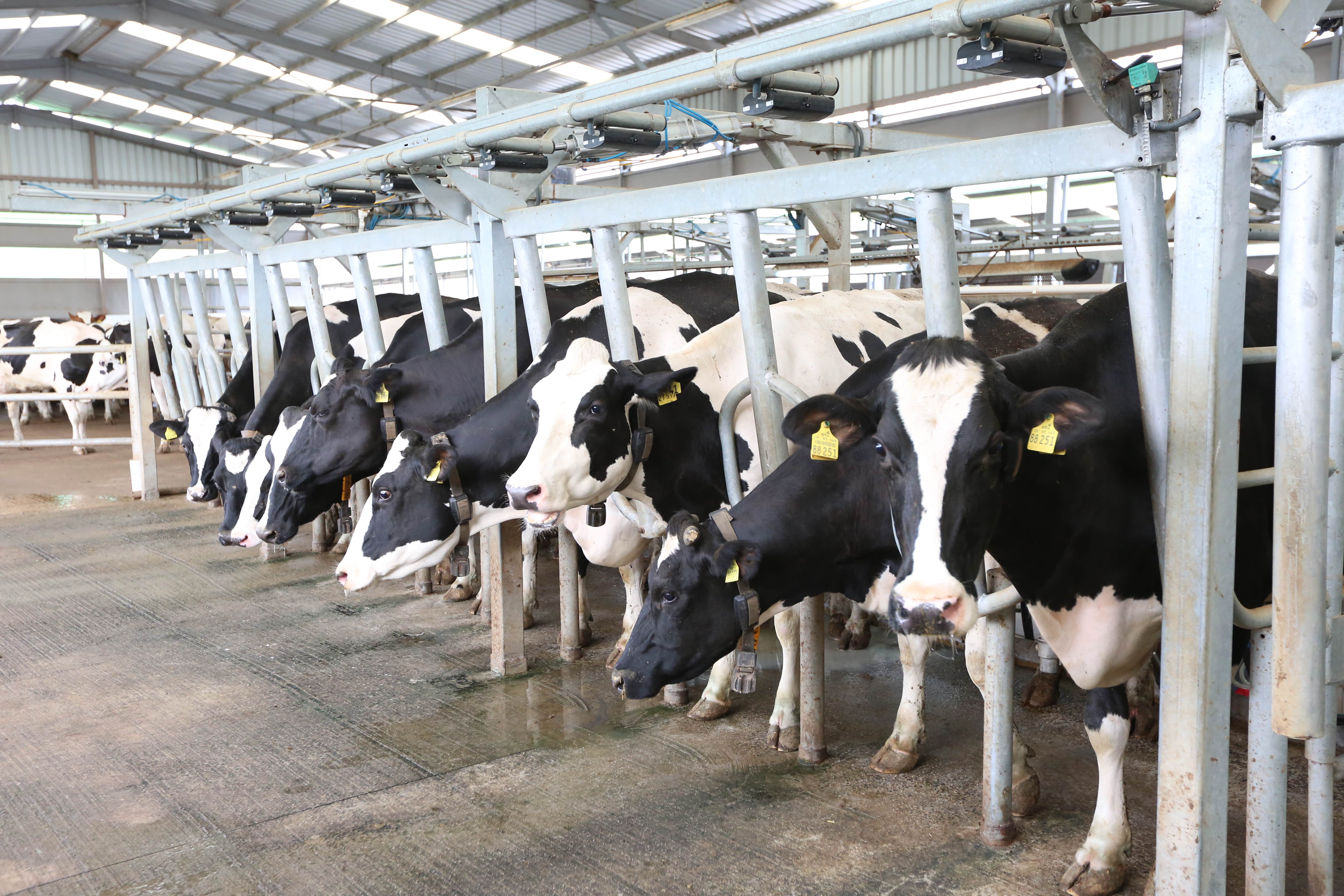 Hızlı Çıkış Sağım Sistemleri