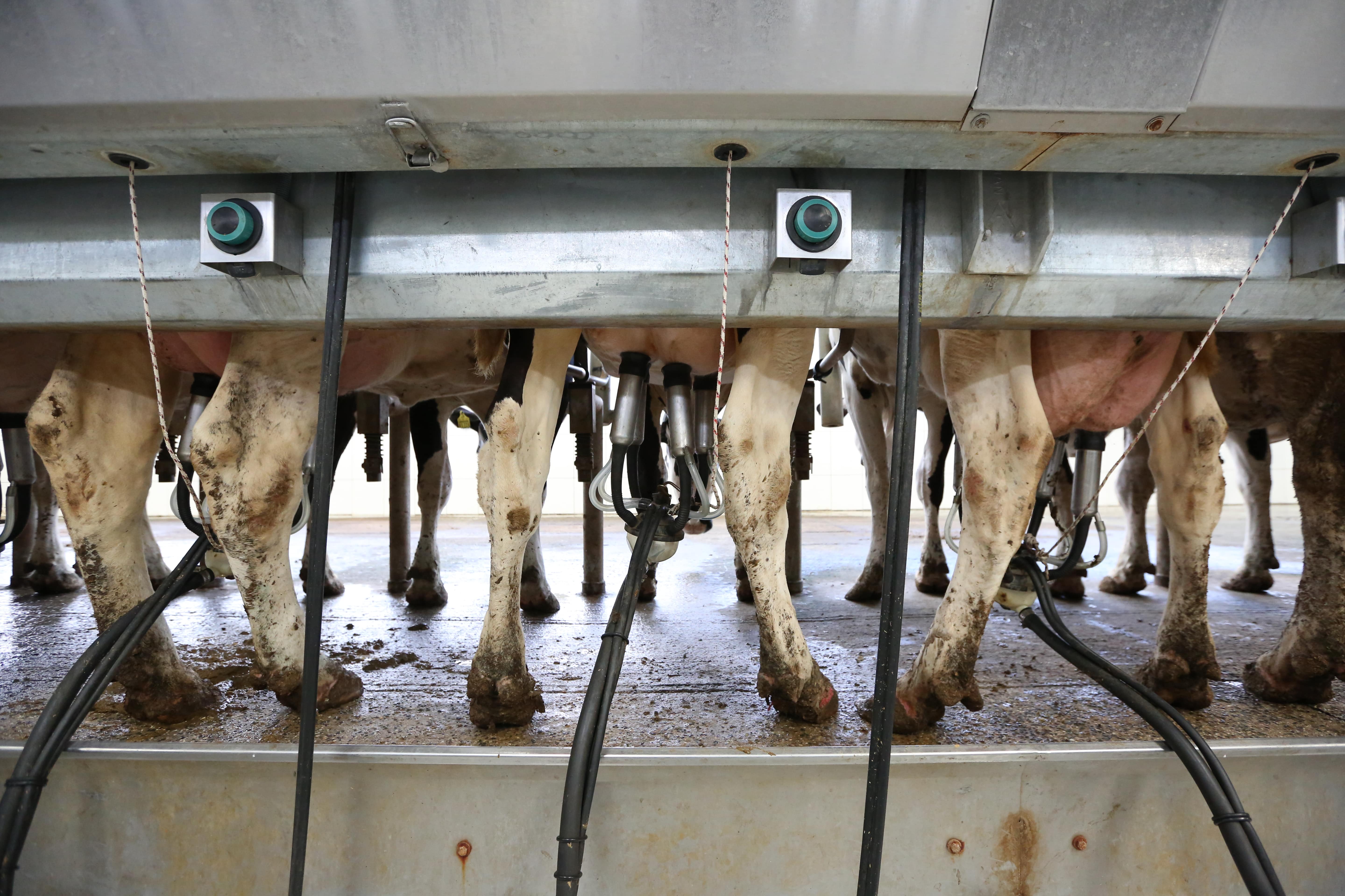 Hızlı Çıkış Sağım Sistemleri