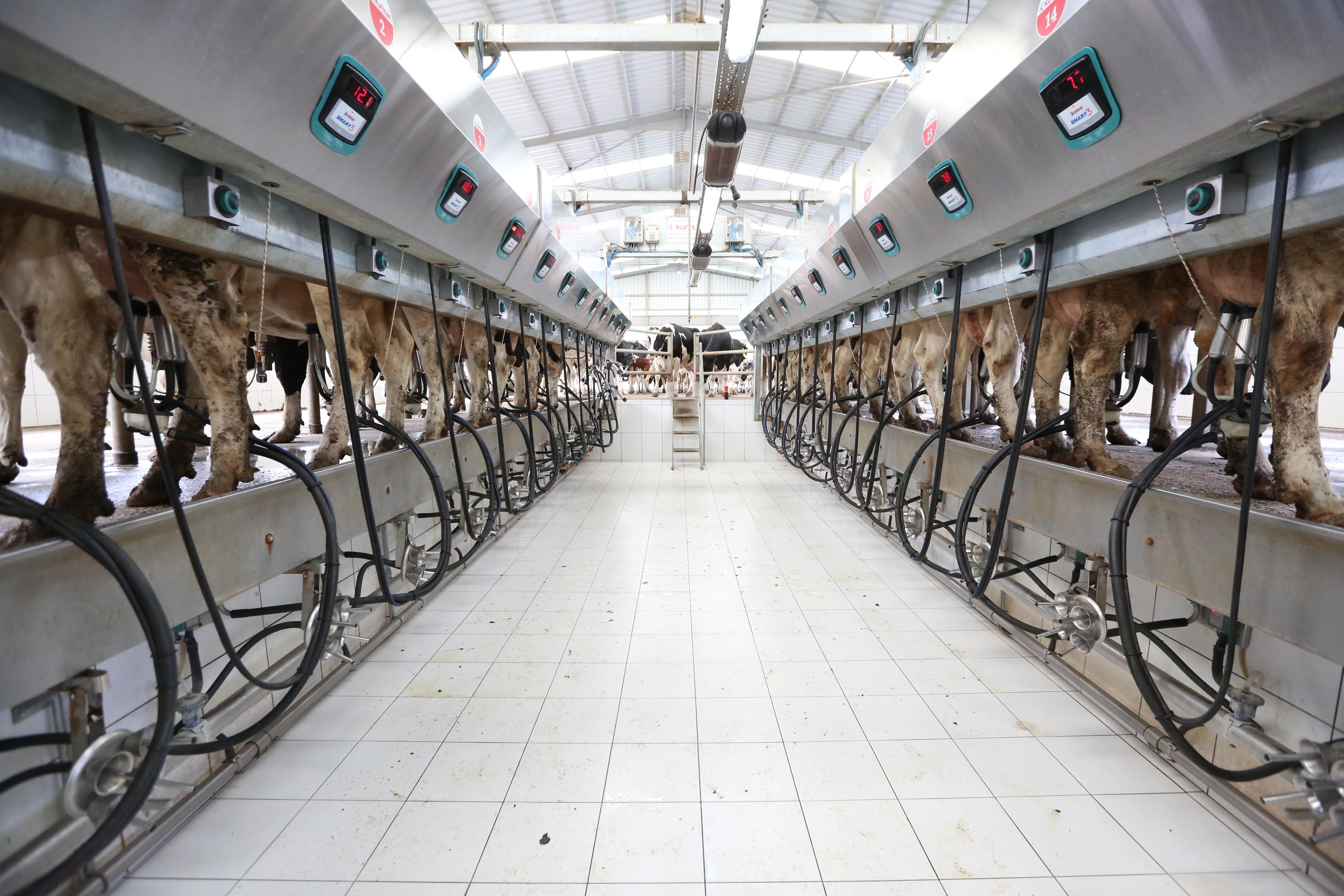 Hızlı Çıkış Sağım Sistemleri