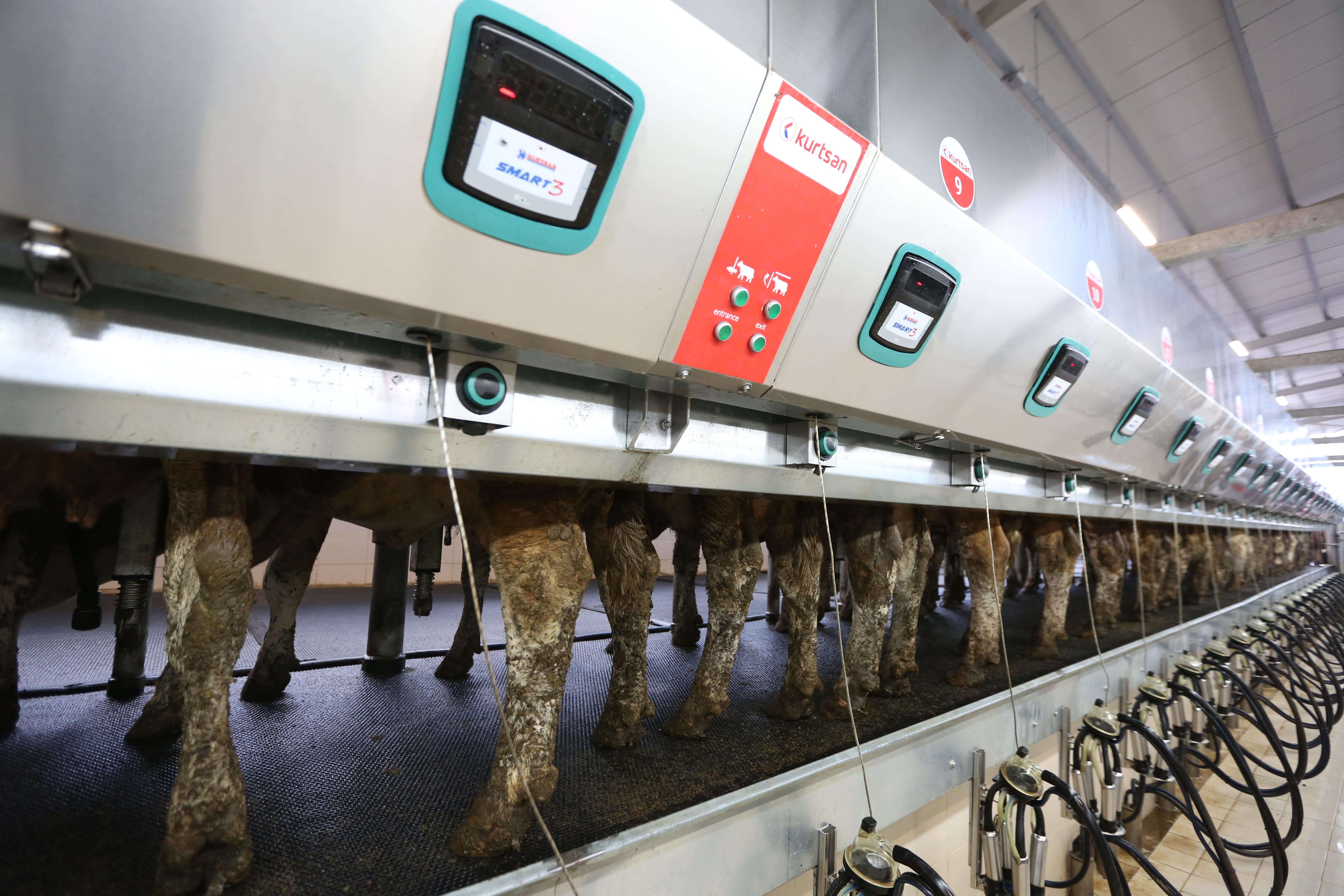 Hızlı Çıkış Sağım Sistemleri